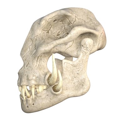 Beyaz arkaplandaki kafatasının 3 boyutlu resimlendirilmesi