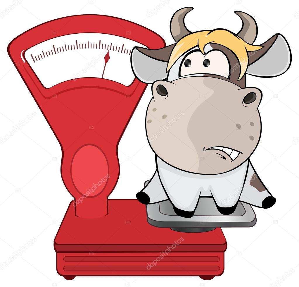Cow on weighing scale.