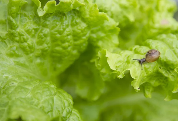 Pequeño caracol en la hoja de lechuga — Foto de Stock