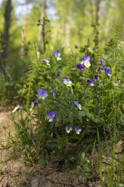 vahşi farklı renkli hercai menekşe 