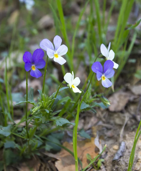 Wild forest different colored pansies — Stock Photo, Image