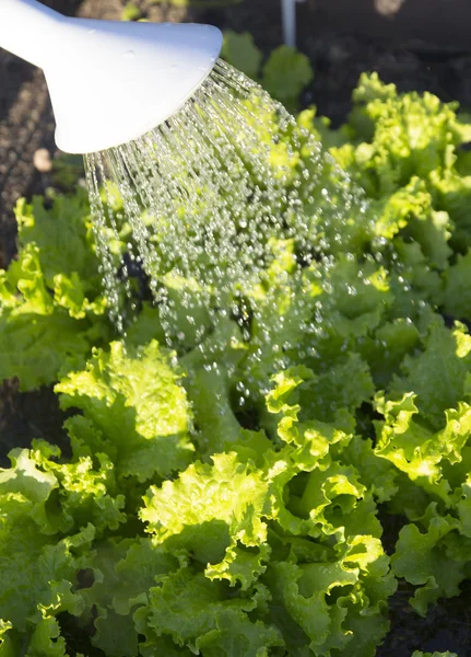 Arrosage dans le jardin de laitue — Photo