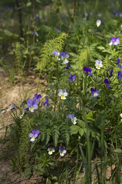 Selvaggio foresta viole del pensiero — Foto Stock