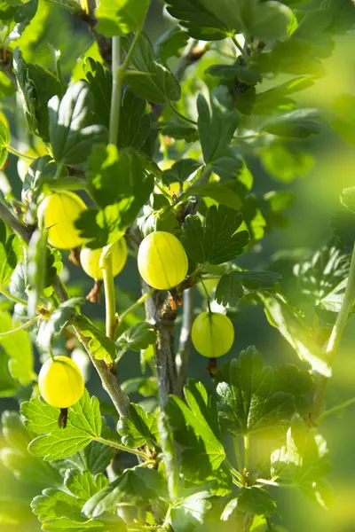 Green ripening gooseberries — Stock Photo, Image