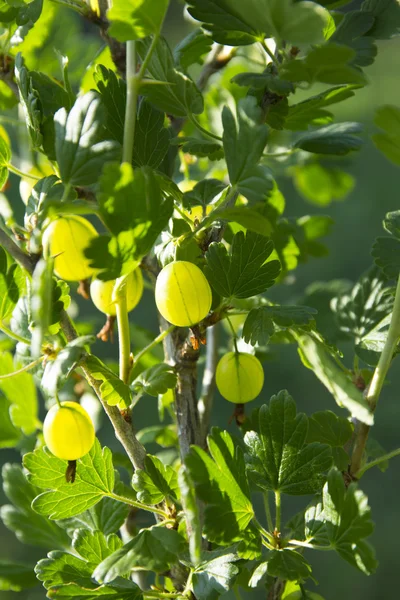 Green ripening gooseberries — Stock Photo, Image