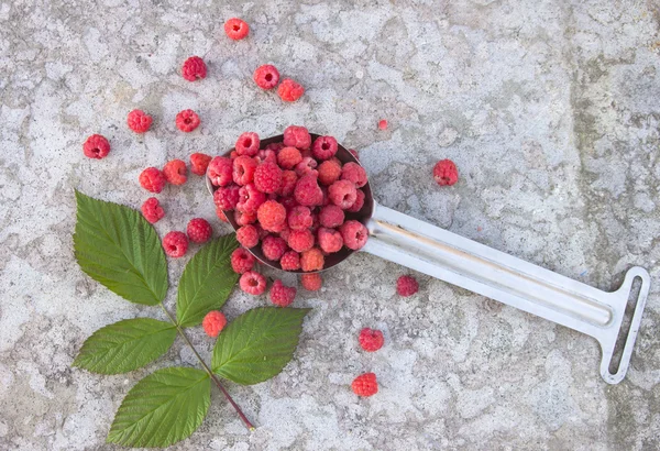 Frambuesas en la cuchara metálica y la hoja — Foto de Stock