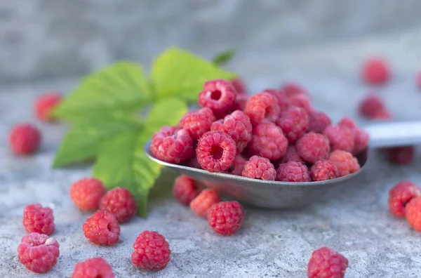 Frambuesas en la cuchara metálica — Foto de Stock