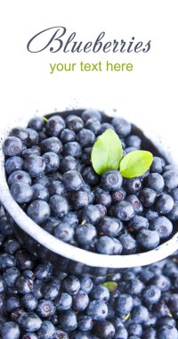 yaprakları taze yaban mersini