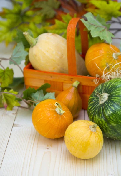 Grupo de varios tipos de calabazas maduras — Foto de Stock