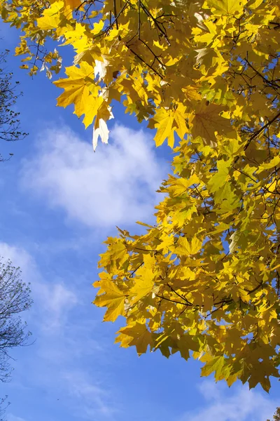 Hojas amarillas de otoño —  Fotos de Stock