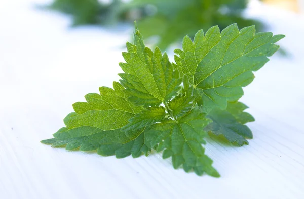 Nettle leaves close-up — Stock Photo, Image