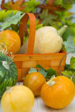 Cadılar Bayramı dekorasyon: Grup olgun pumpkinies