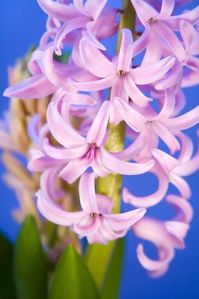 Rosa hyacint — Stockfoto