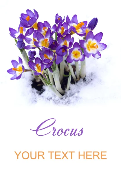 Vroege voorjaar paarse crocus in sneeuw — Stockfoto