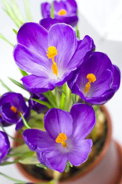 Fleur de printemps tôt Crocus pour Pâques — Photo
