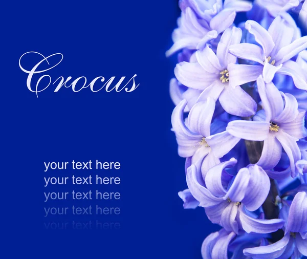 Violet  hyacinth  for Easter — Stock Photo, Image