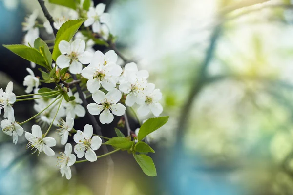 樱桃树开花特写 — 图库照片