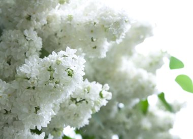 Lila beyaz çiçekler