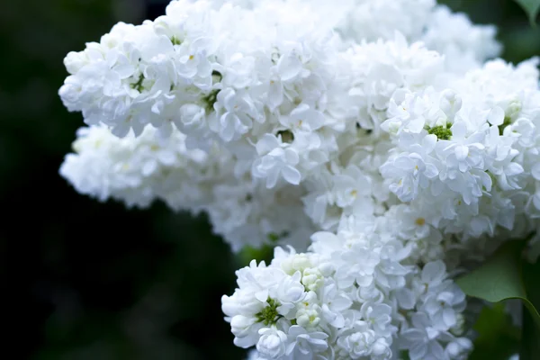 Ramo di albero lilla con bellissimi fiori bianchi — Foto Stock