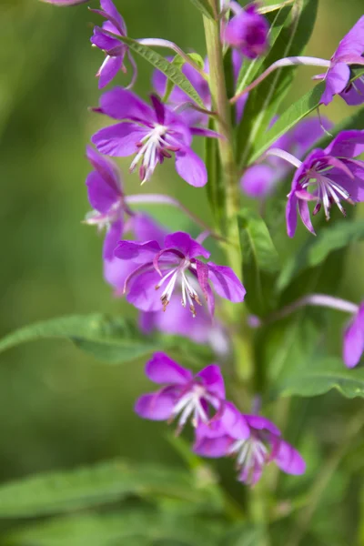 I fiori di salice-erba Foto Stock