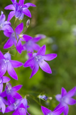 Mor çan çiçeği çiçek