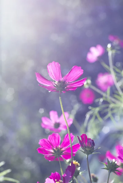 Růžové květy kosmu — Stock fotografie