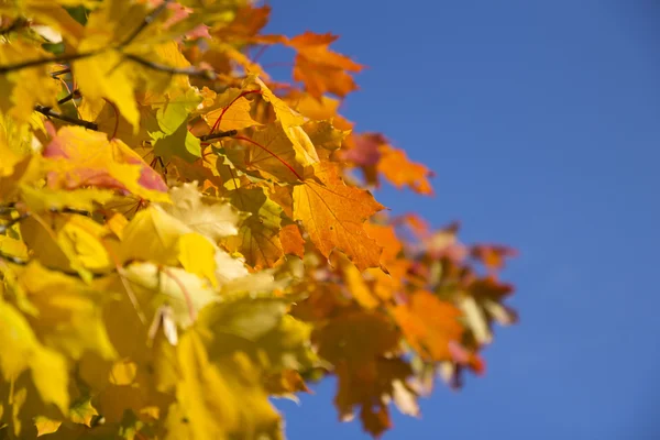 Hojas amarillas de otoño —  Fotos de Stock