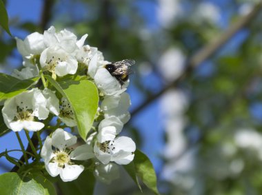 Armut ağacı çiçeği ve yaban arısı