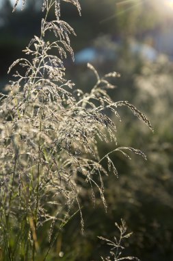 Sabahın erken saatlerinde kuru ot