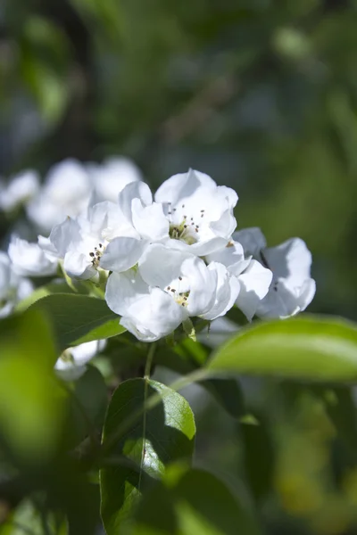 梨树在春天开花 — 图库照片