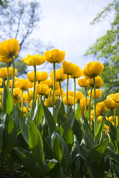 Bella aiuola tulipano — Foto Stock