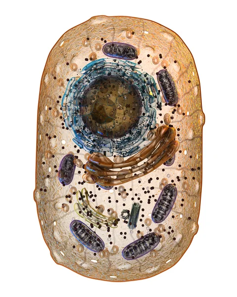 동물 세포입니다. 내부 구조입니다. 3 차원 일러스트 레이 션. — 스톡 사진