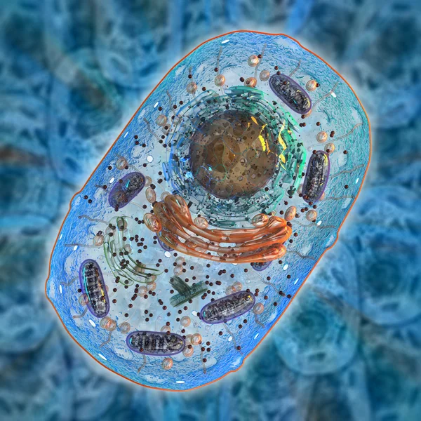 Animal cell. Internal structure. — Stock Photo, Image