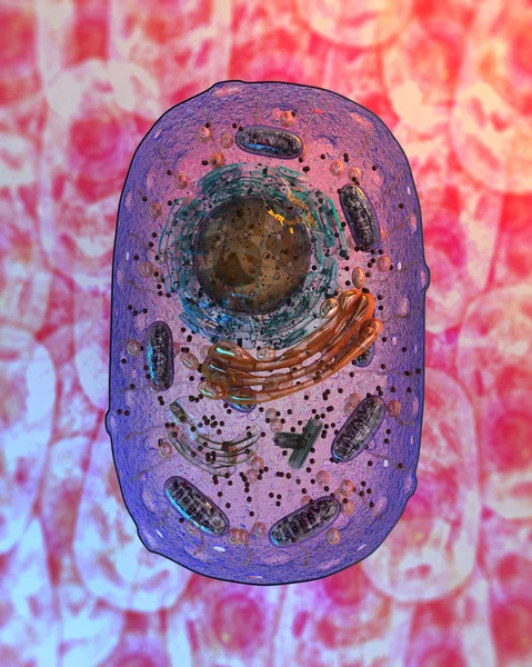 동물 세포입니다. 내부 구조. — 스톡 사진
