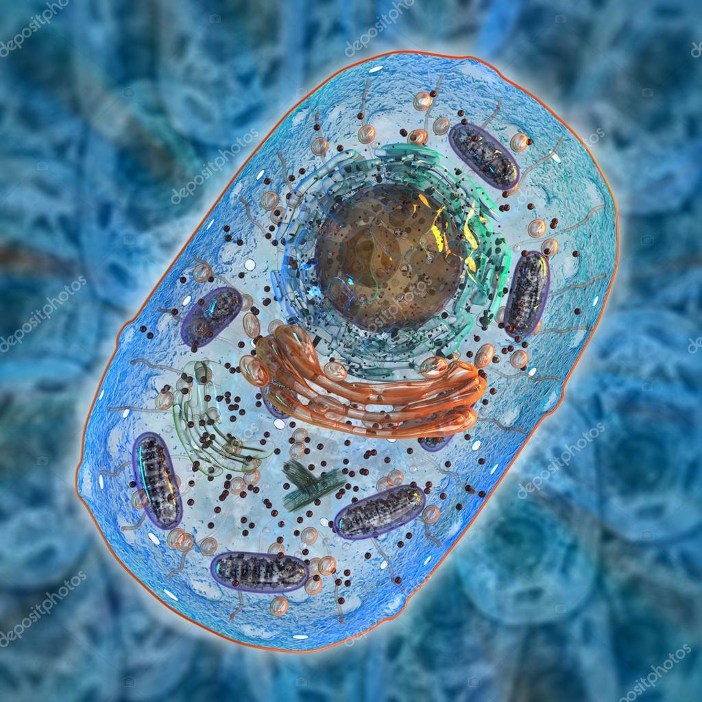 Animal cell. Internal structure. — Stock Photo © wir0man ...