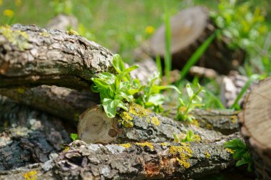 Fidan kavak günlükleri hakkında