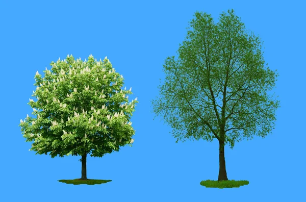 Castanha e Salgueiro Branco. Conjunto de árvores — Fotografia de Stock