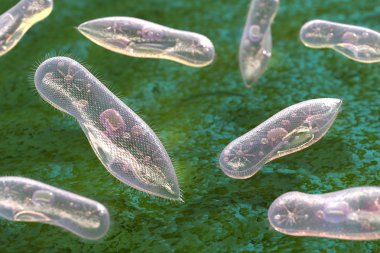 Tek hücreli organizmalar ciliates yeşil bir arka plan üzerinde.