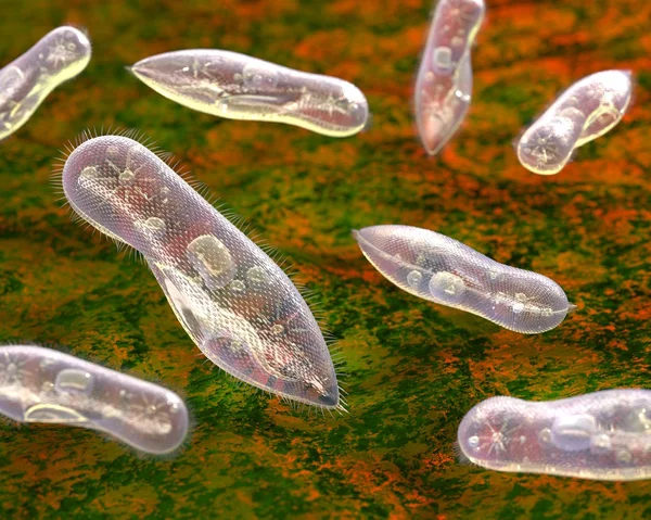 Gli organismi più semplici. Ciliati . — Foto Stock