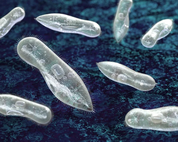 En basit organizmalar. Ciliates. — Stok fotoğraf