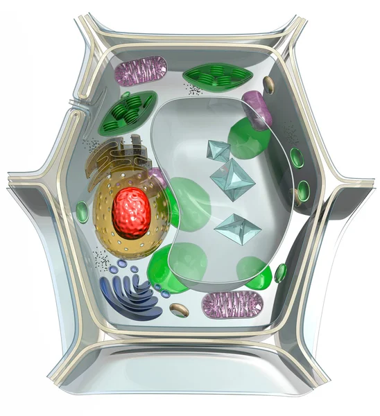 Plant cell diagram — Stockfoto