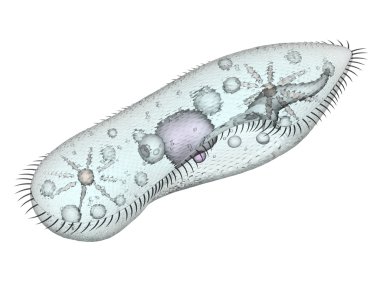Paramecium celled organisms clipart