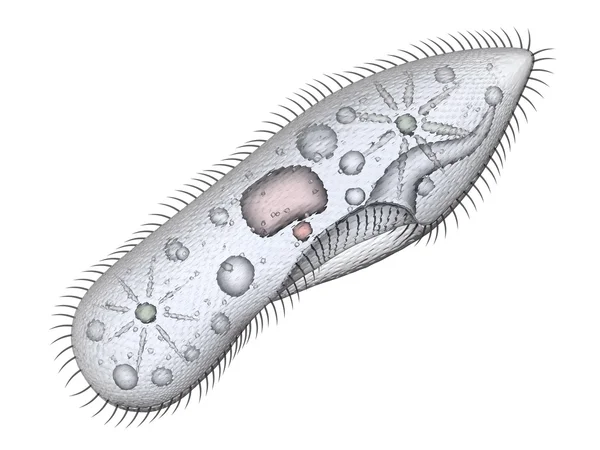 Paramecium eencellige organismen — Stockfoto