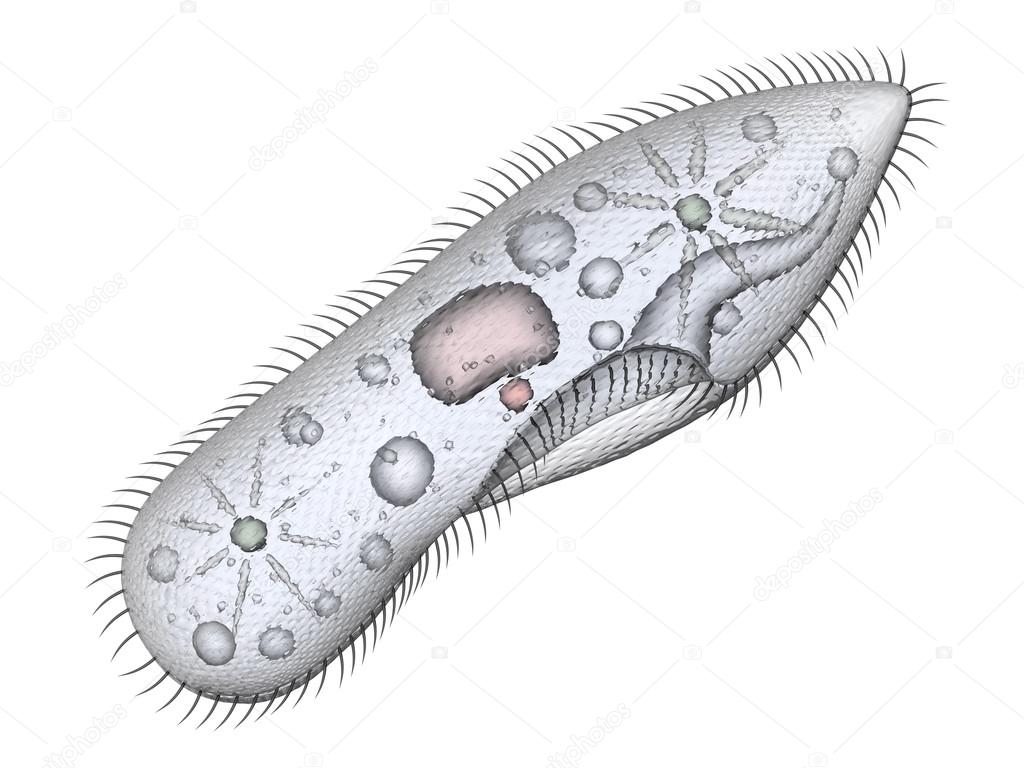 ゾウリムシは単細胞生物 ストック写真 C Wir0man ゾウリムシは単細胞生物 ストック写真 C Wir0man