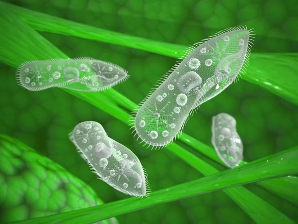 Paramecium protozoa — Stock Photo, Image