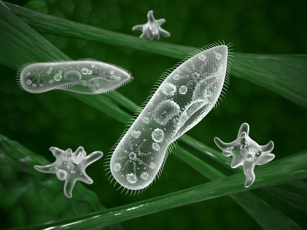 Paramecium-Protozoen — Stockfoto