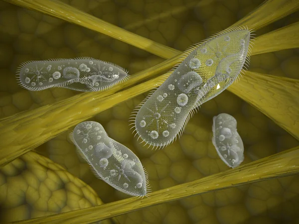 Protozoi di paramecio — Foto Stock