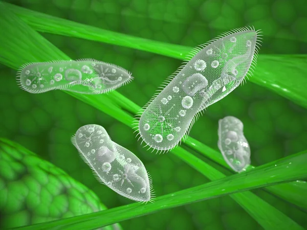 Paramecium protozoa Royalty Free Stock Photos