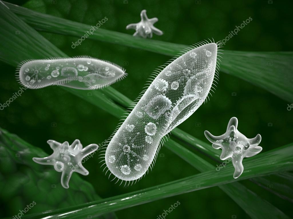 Protozoa >> Paramecium Protozoa Stock Photo C Wir0man 69791523 Protozoa >> Paramecium Protozoa Stock Photo C Wir0man 69791523