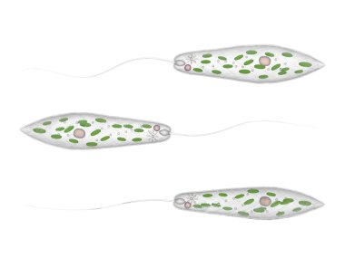 Euglena viridis protozoa